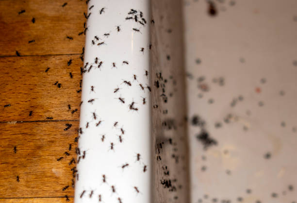 Best Ant Control Services  in Haskell, OK